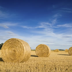 hay field